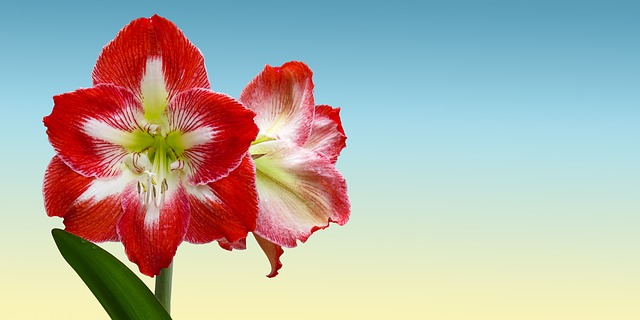 Soins des fleurs d'Amaryllis