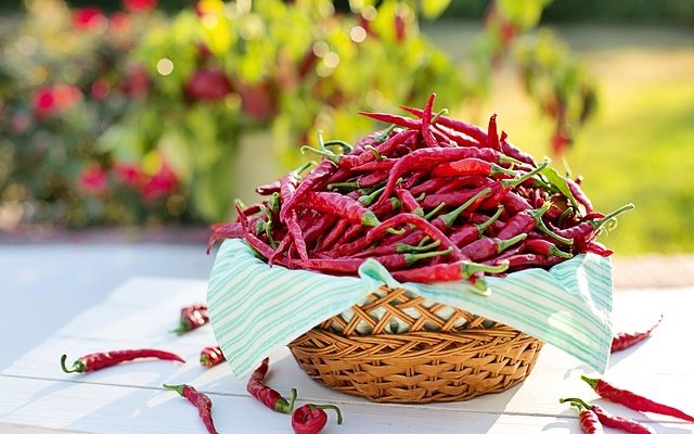 Succédanés du poivron et du poivron de New Peppadew Peppers