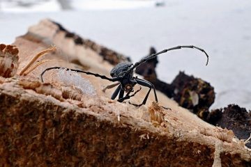 Traitement du bois pour les coléoptères et les larves du bois.