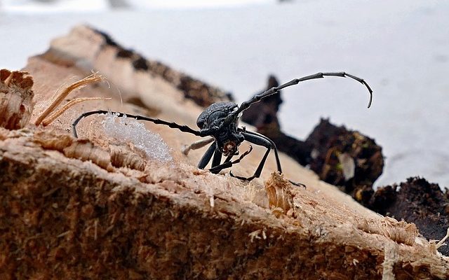 Traitement du bois pour les coléoptères et les larves du bois.