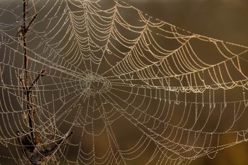 Types d'araignées à rayures brunes