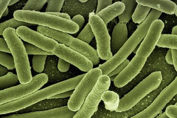 Types de bactéries non pathogènes
