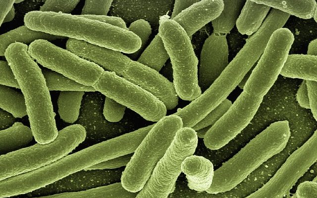 Types de bactéries non pathogènes