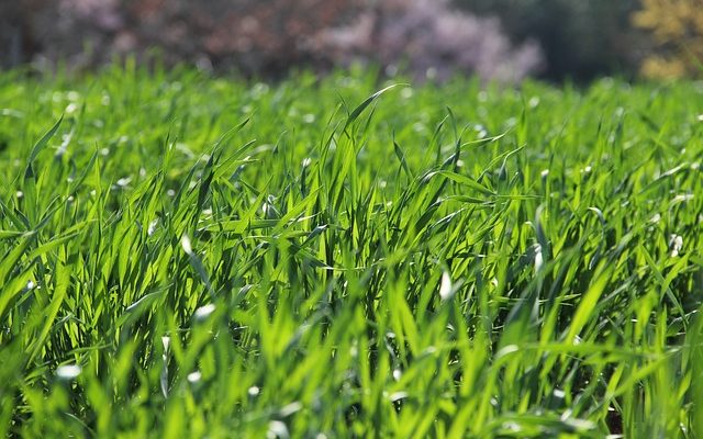 Types de brins d'herbe