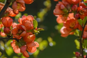 Variétés Cotoneaster