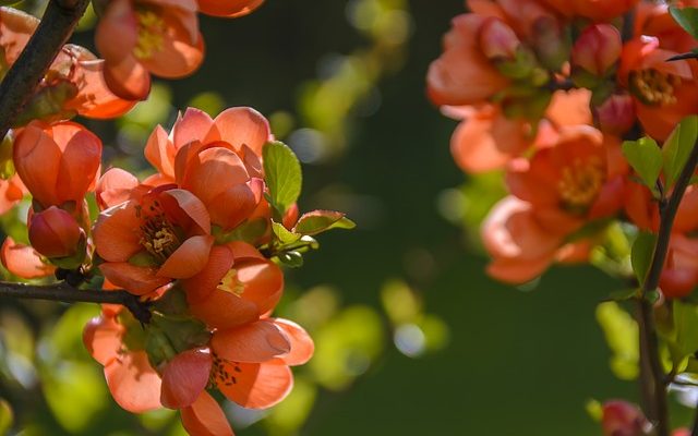 Variétés Cotoneaster