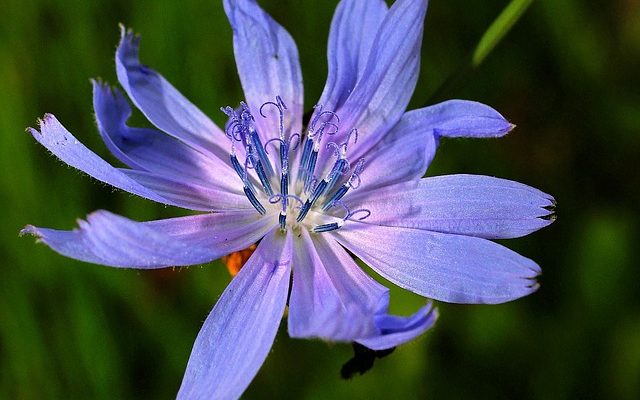 Weeds With Simple Blue Flowers