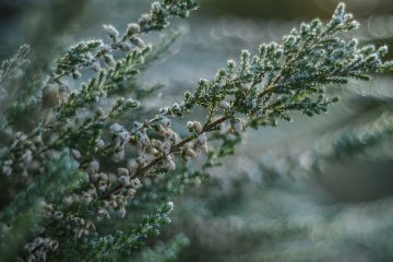 À quoi ressemblent les plantes de bruyère ?