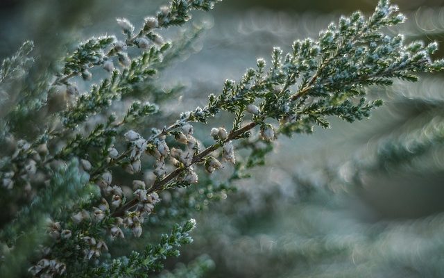 À quoi ressemblent les plantes de bruyère ?