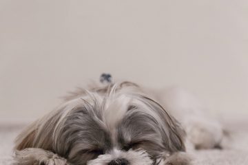 Aliments recommandés pour chiens pour un shih tzu shih tzu