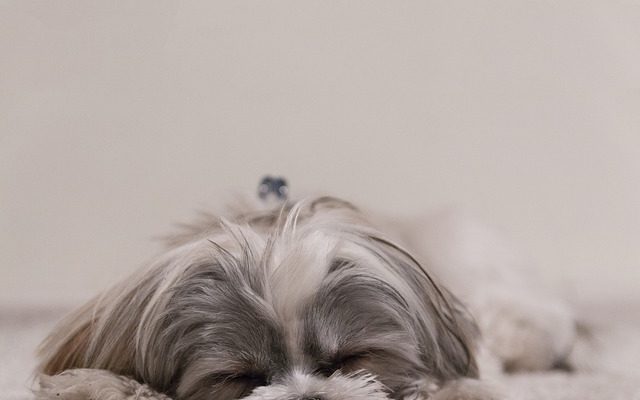 Aliments recommandés pour chiens pour un shih tzu shih tzu