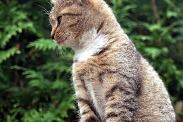 Clôtures d'extérieur pour chats