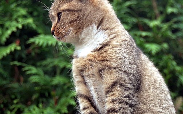 Clôtures d'extérieur pour chats