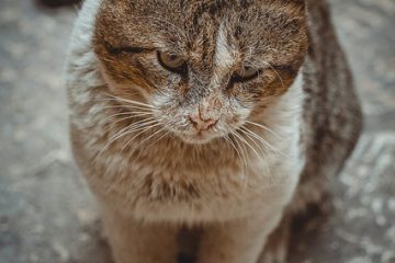 Comment aider les animaux de compagnie des sans-abri