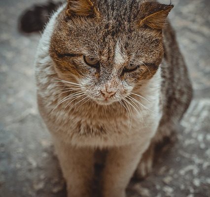 Comment aider les animaux de compagnie des sans-abri