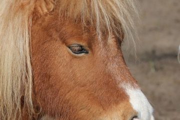 Comment bâtir une relation de confiance avec mon poney Shetland