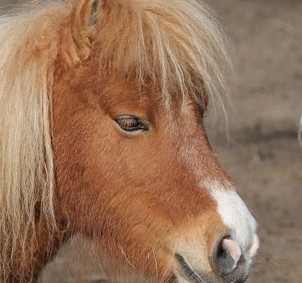 Comment bâtir une relation de confiance avec mon poney Shetland