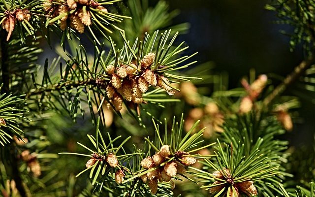 Comment chauffer la serre avec un poêle à bois