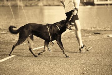 Comment dessiner des animaux sauvages avec des formes géométriques