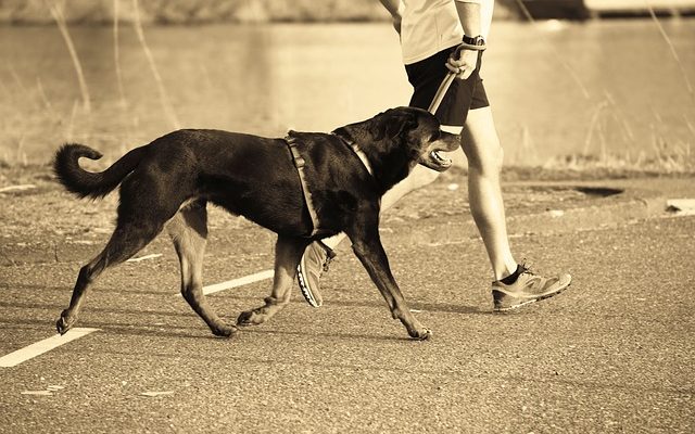 Comment dessiner des animaux sauvages avec des formes géométriques