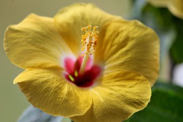 Comment dessiner des fleurs hawaïennes étape par étape