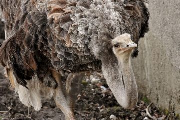 Comment devenir répartiteur de vols