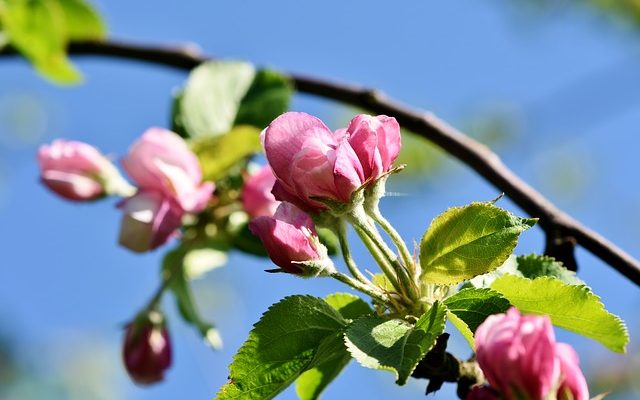 Comment dois-je Espalier Roses ?