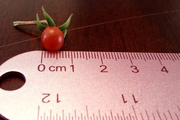 Comment faire vos propres soutiens pour les plants de tomates