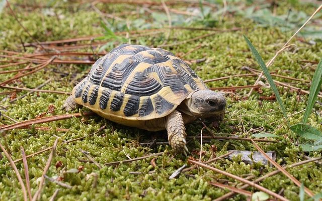 Comment guérir la pourriture des coquilles