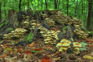 Comment identifier les champignons des arbres