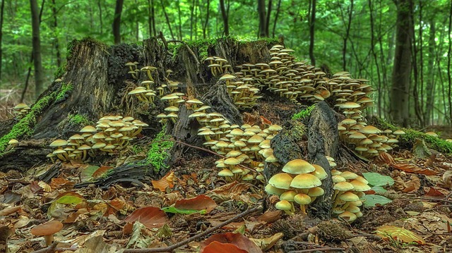 Comment identifier les champignons des arbres