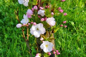 Comment identifier un arbuste à fleurs blanches