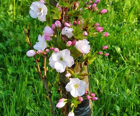 Comment identifier un arbuste à fleurs blanches