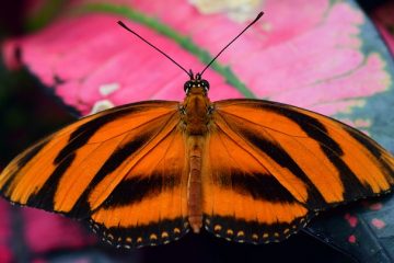 Comment identifier un insecte avec Orange Black Stripes