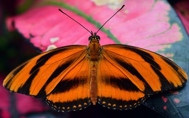 Comment identifier un insecte avec Orange Black Stripes