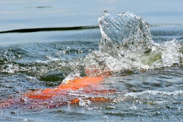 Comment nourrir les poissons d'étang en hiver