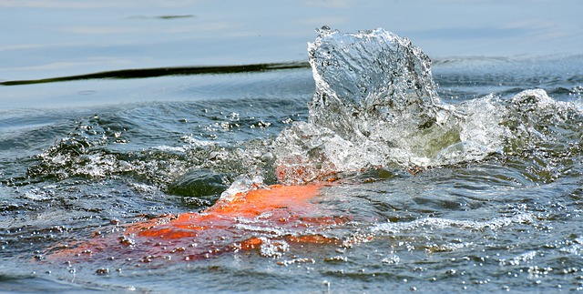 Comment nourrir les poissons d'étang en hiver