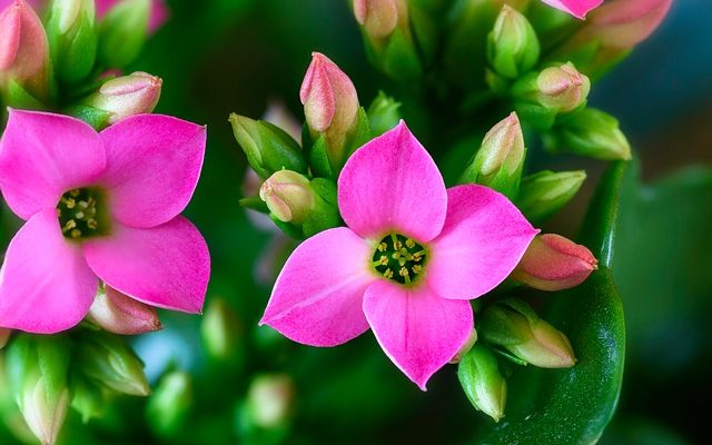 Comment prendre soin d'un kalanchoe flapjack