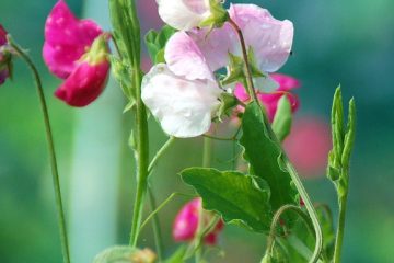 Comment prendre soin d'une Plumbago Plant