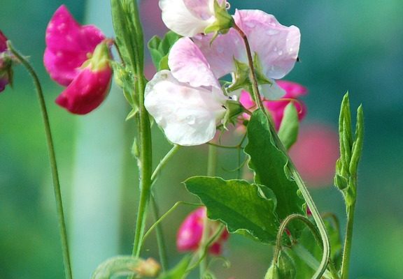 Comment prendre soin d'une Plumbago Plant