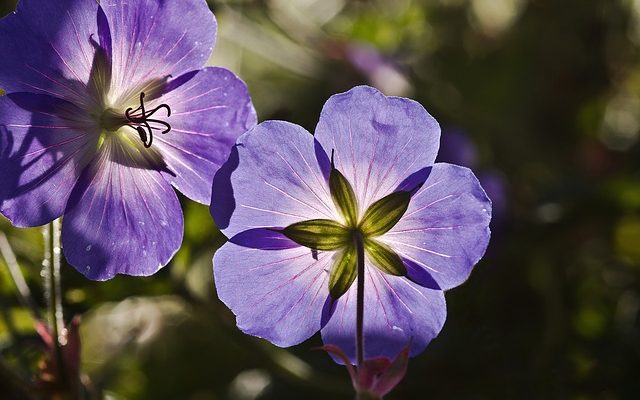 Comment protéger les plantes géraniums contre les ravageurs