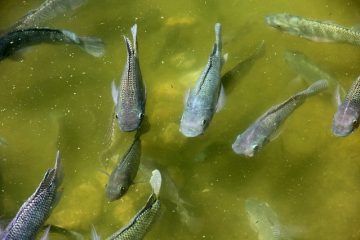 Comment protéger les poissons d'étang contre les hérons