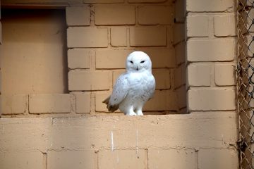 Comment réparer les armoires de haut-parleurs égratignés