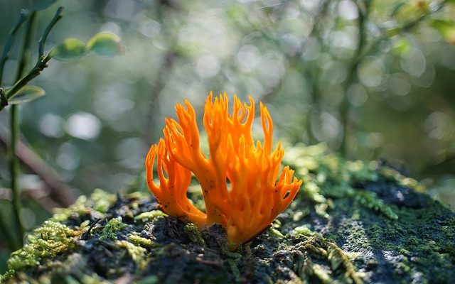 Comment savoir si le corail mou est vivant ou mort ?