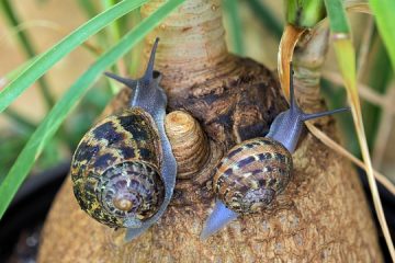 Comment se débarrasser des vers de terre