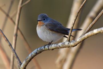 Comment se débarrasser du bruit statique dans un fichier audio