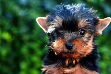 Comment soigner les chiots yorkie nouveau-nés.