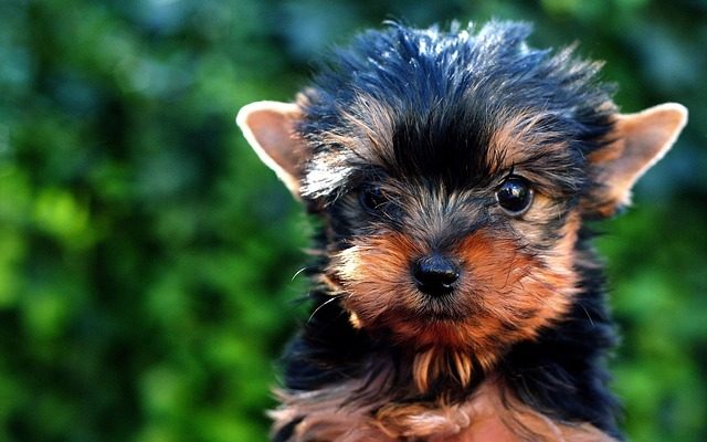 Comment soigner les chiots yorkie nouveau-nés.