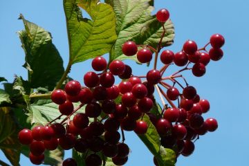 Comment tailler le Viburnum Plicatum Viburnum Plicatum