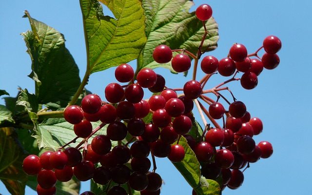 Comment tailler le Viburnum Plicatum Viburnum Plicatum